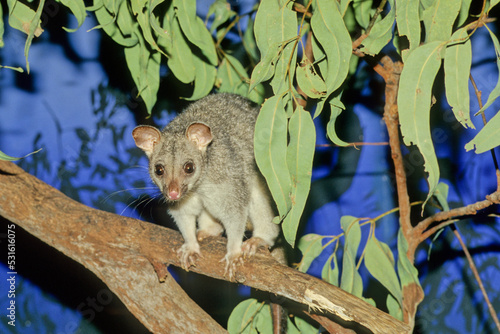 Common brushtail possum photo