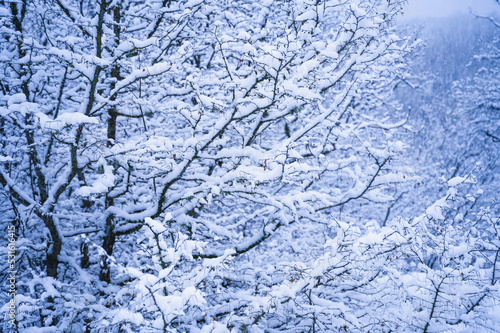 Winter forest, trees in the snow © Vladimir Muravin