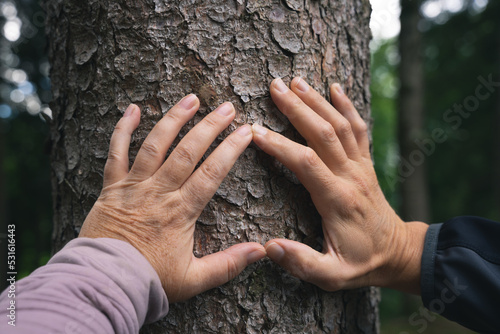 Hände formen ein Herz vor einem Baum. Nahaufnahme.
