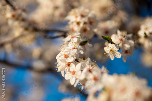 Spring flowers