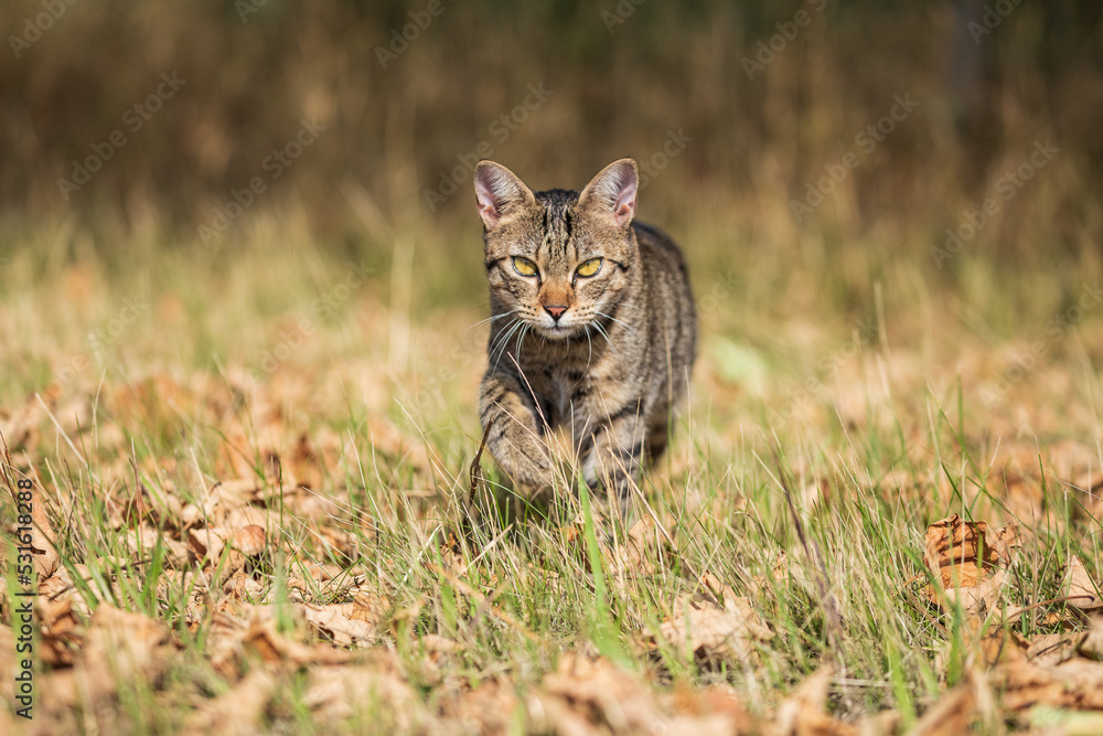 Fototapeta premium tabby cat kitten in natural environment