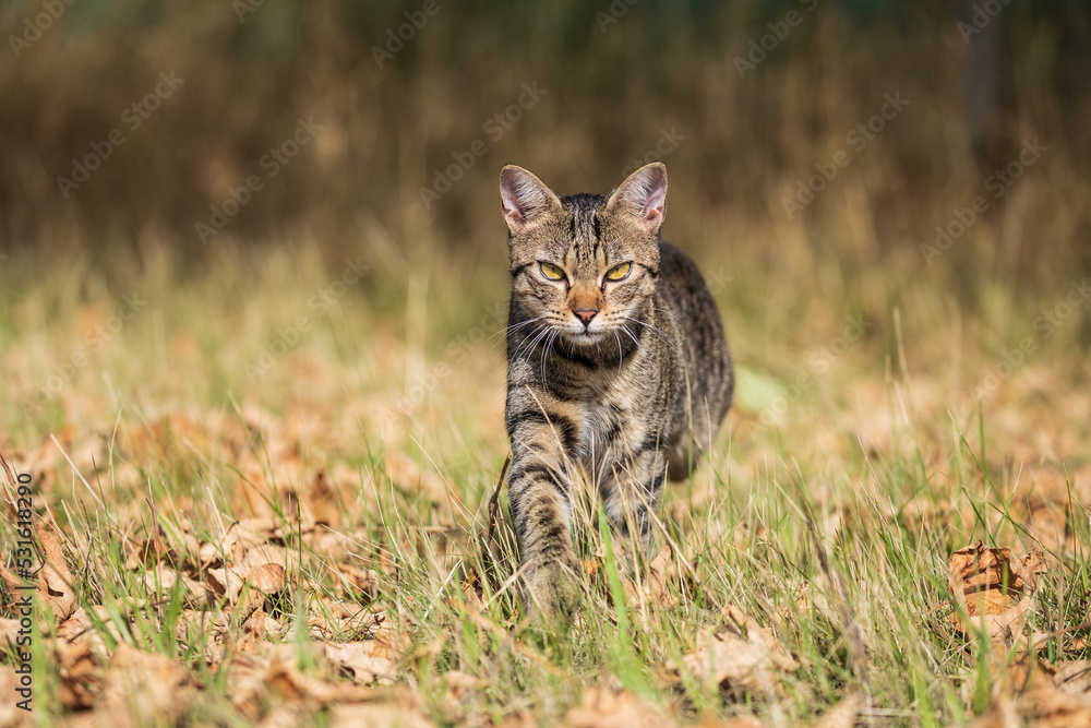 Fototapeta premium tabby cat kitten in natural environment