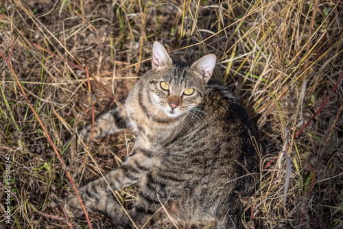 tabby cat looking up