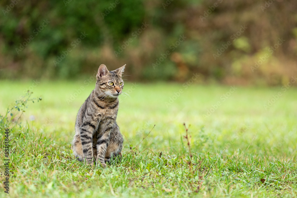 tabby cat in natural environment tabby cat in natural environment