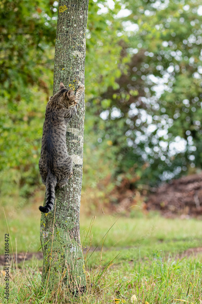 tabby cat in natural environment tabby cat in natural environment
