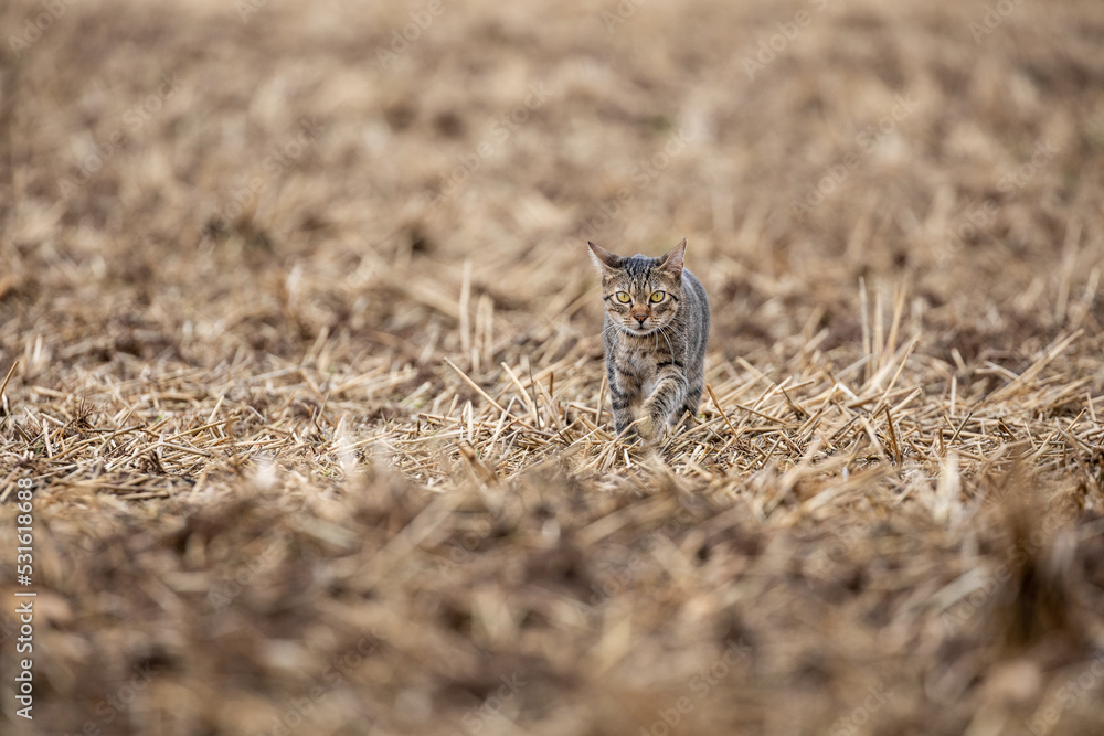tabby cat in natural environment tabby cat in natural environment