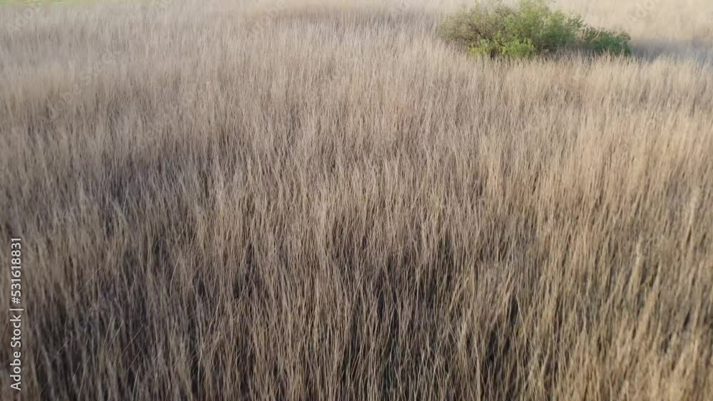 Flying form safari savannah dry grass field to a beautiful green grass field agricultural organic landscape in the dutch farm golden hour 4k cinematic drone shot Flying form safari savannah dry grass field to a beautiful green grass field agricultural organic landscape in the dutch farm golden hour 4k cinematic drone shot