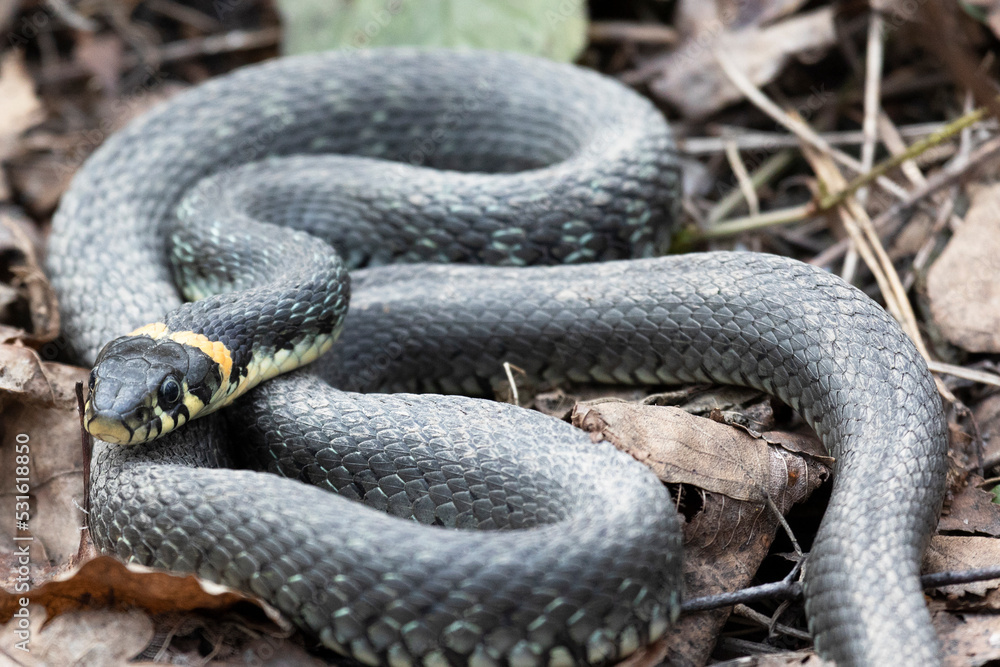 Grass snake lies on old foliage. Close up Grass snake lies on old foliage. Close up