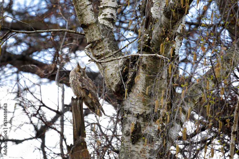 Adult Long-eared owl perched on a tree branch Adult Long-eared owl perched on a tree branch
