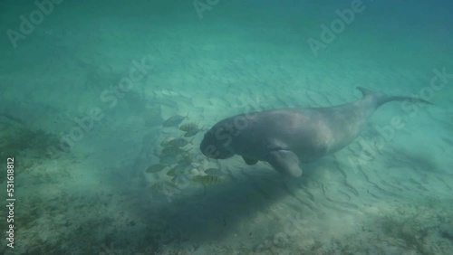 Curious looking dugong swims along sandy bottom of ocean, Mozambique