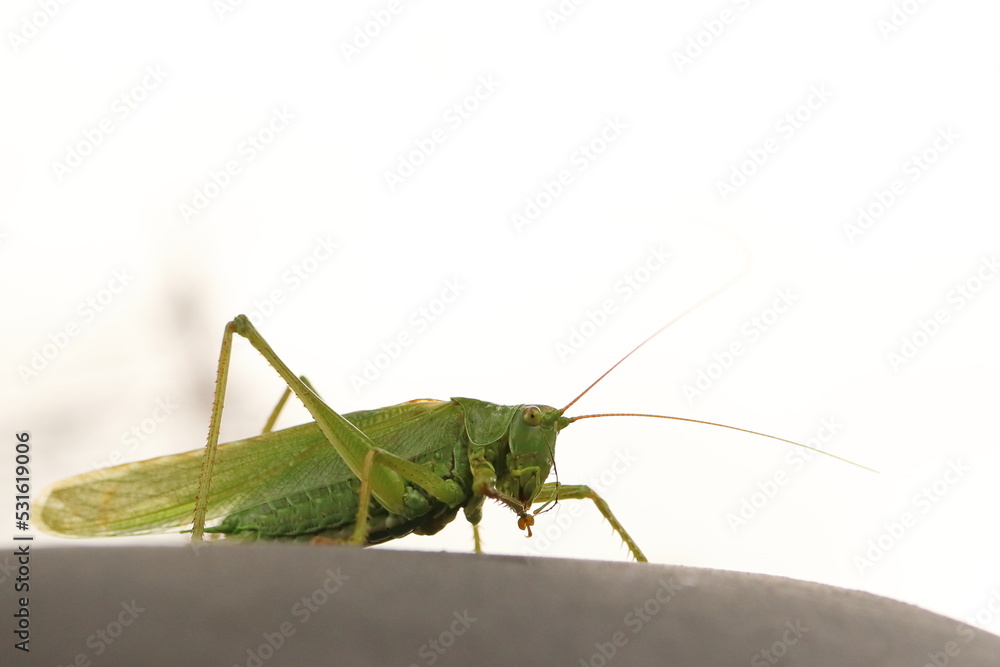 Caelifera, green grasshoppers with long antennae Caelifera, green grasshoppers with long antennae