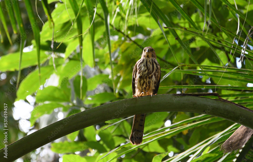 a bird in green background a bird in green background