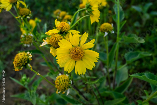 close-up of Golden crownbeard flower photo