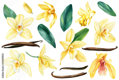 Vanilla flower realistic set with flowers, dried brown beans and leaves isolated watercolor illustration
