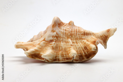 sea shell triton murex conchs bivalves tellins  scallops tulip star natica tun cowrie on white background copy text border frame