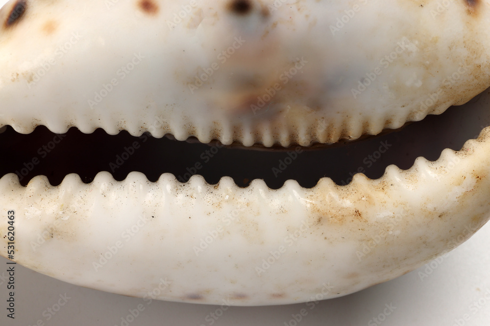 sea shell triton murex conchs bivalves tellins scallops tulip star natica tun cowrie on white background copy text border frame sea shell triton murex conchs bivalves tellins scallops tulip star natica tun cowrie on white background copy text border frame