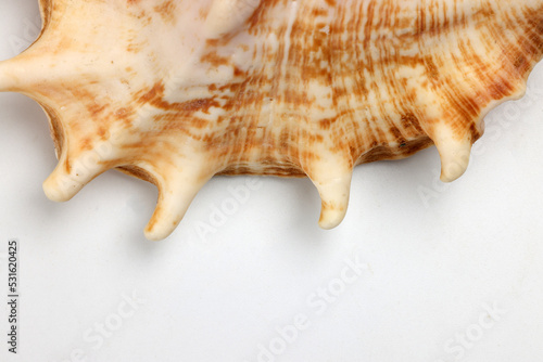sea shell triton murex conchs bivalves tellins scallops tulip star natica tun cowrie on white background copy text border frame