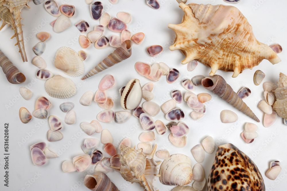 sea shell triton murex conchs bivalves tellins scallops tulip star natica tun cowrie on white background copy text border frame sea shell triton murex conchs bivalves tellins scallops tulip star natica tun cowrie on white background copy text border frame