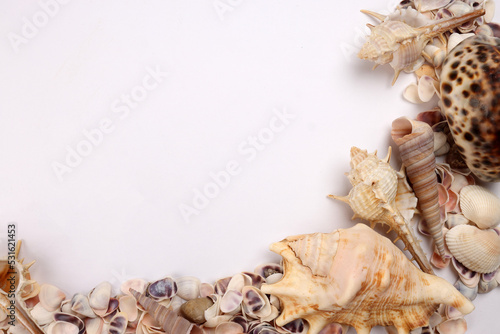 Photographie sea shell triton murex conchs bivalves tellins  scallops tulip star natica tun c