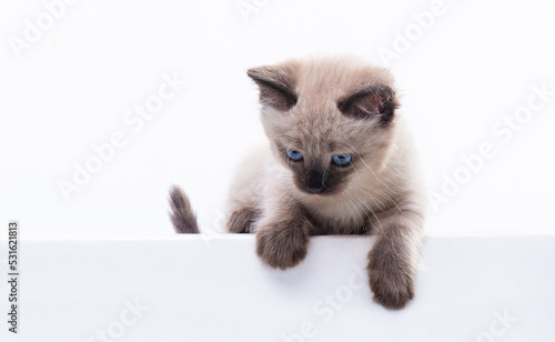 Kitten head with paws up peeking over blank white sign placard. Pet kitten curiously peeking behind white background. Long web banner with copy space