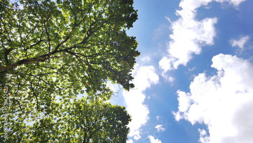 Landscape the big tree with blue sky in nature