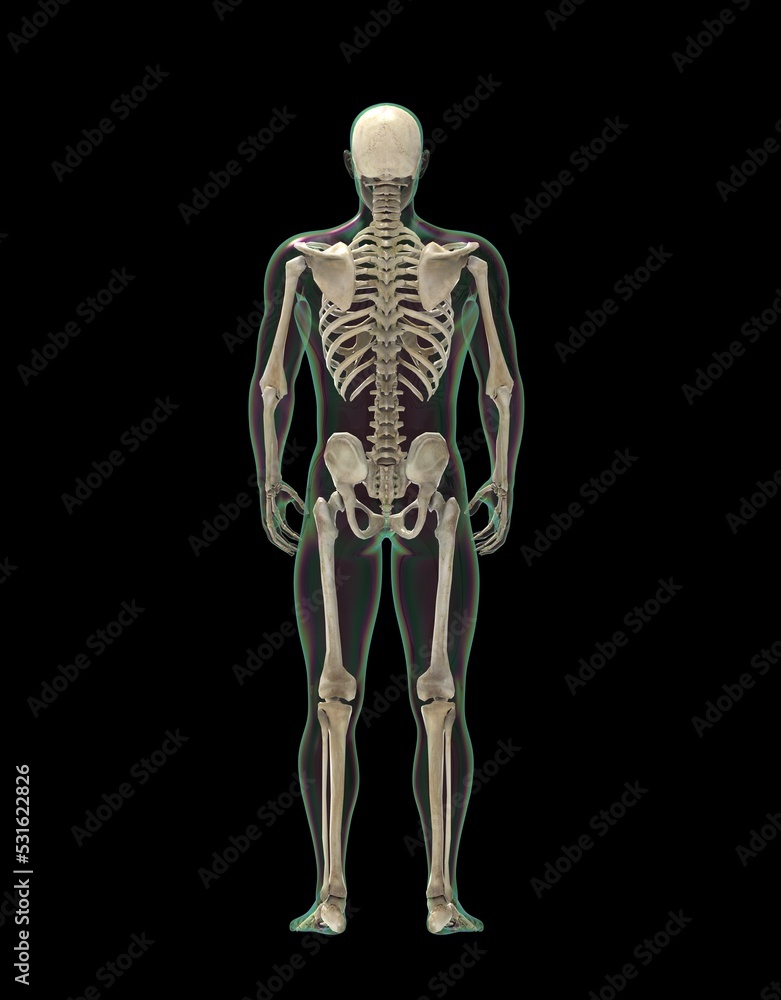 人の骨格 人の骨格
