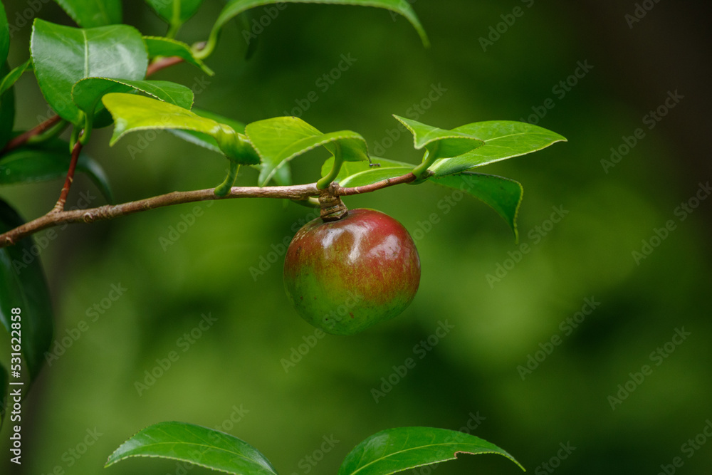 赤坂4丁目のツバキの実が赤く色づいている