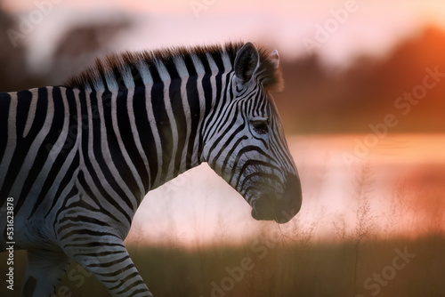 Portrait of a zebra. Close-up  side shot of zebra against glow of rising sun and gold colored river in background.  African wild animals in artistic stylization. Nxai Pan National Park  Botswana.