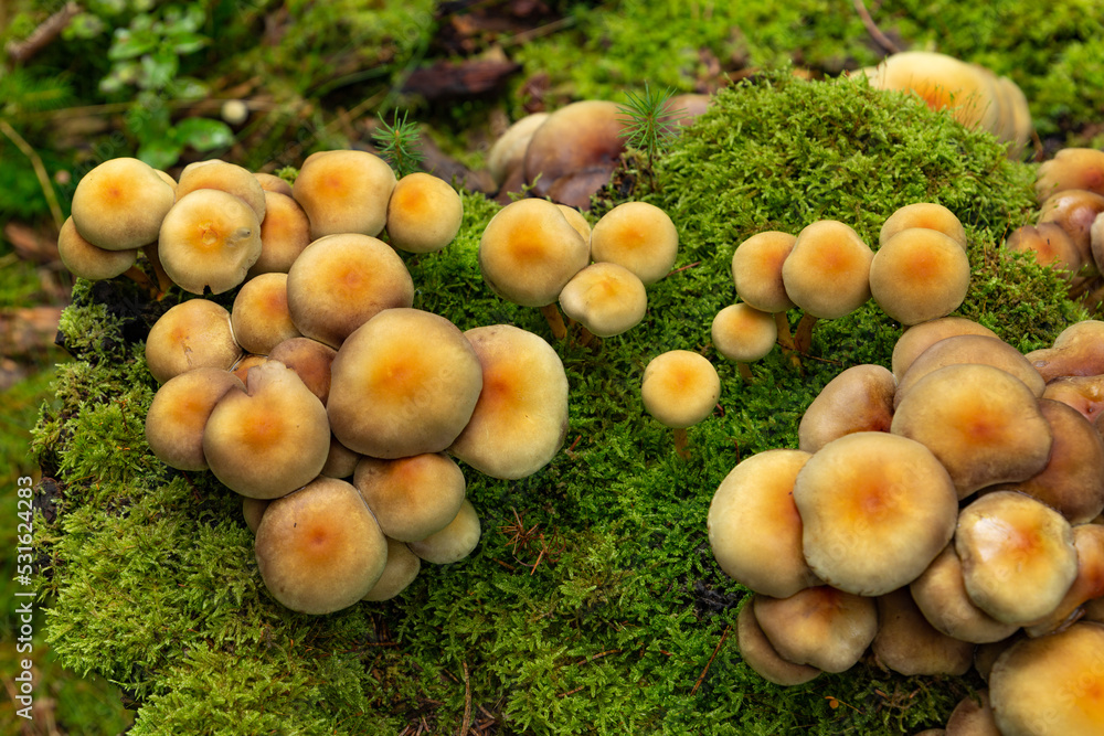 Armillaria ostoyae mushrooms, dark hallimasch in a forest. Armillaria ostoyae mushrooms, dark hallimasch in a forest.