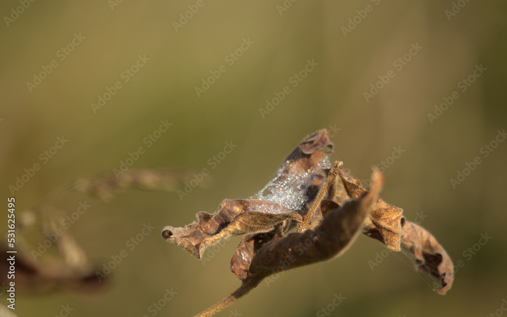 Obraz premium Leaf in a morning on the forest in autumn time, on a brown background. 