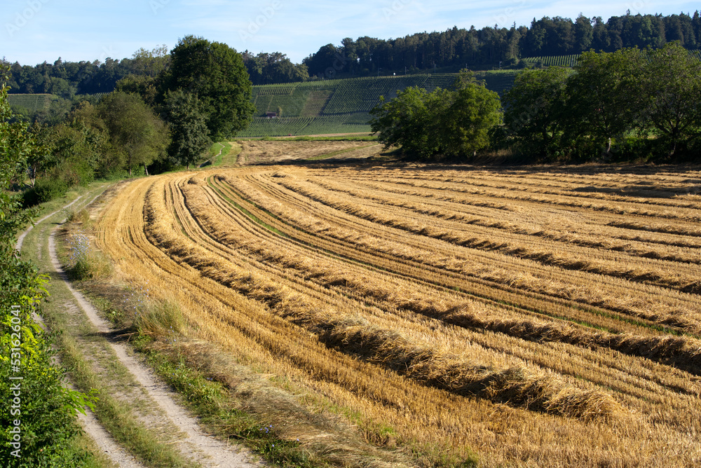 Freshly harvested grain field at rural village Kleinandelfingen on a sunny summer day. Photo taken July 12th, 2022, Andelfingen, Switzerland.