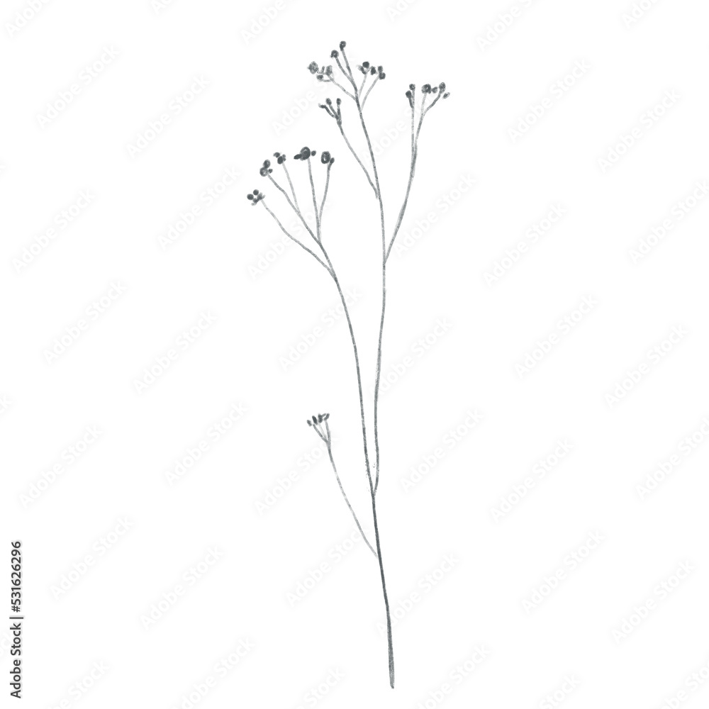 Hand drawn doodle plant. Doodle flower. Meadow flower. Pencil sketch. Hand drawn doodle plant. Doodle flower. Meadow flower. Pencil sketch.
