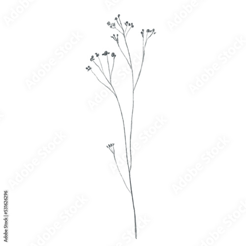 Hand drawn doodle plant. Doodle flower. Meadow flower. Pencil sketch.