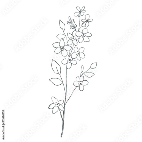 Hand drawn doodle plant. Doodle flower. Meadow flower. pencil sketch