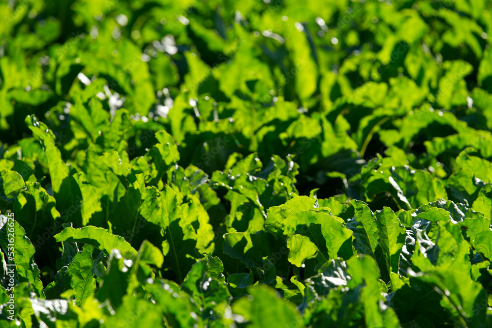 Close-up of sugar beet field at rural village Kleinandelfingen, Canton Zürich, on a sunny summer day. Photo taken July 12th, 2022, Kleinandelfingen, Switzerland. Close-up of sugar beet field at rural village Kleinandelfingen, Canton Zürich, on a sunny summer day. Photo taken July 12th, 2022, Kleinandelfingen, Switzerland.