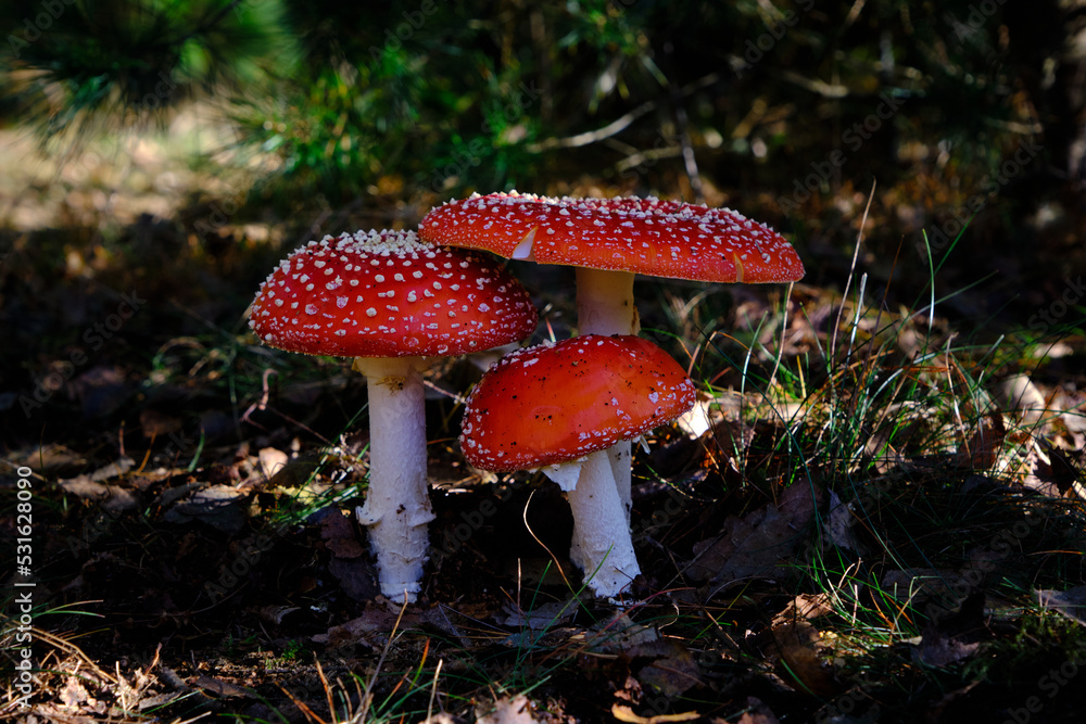 Fototapeta premium Group of 3 Amanita muscaria mushrooms, fly agaric or fly amanita, in the shade on the forest floor. Very nice dark red hat with white dots. The Netherlands