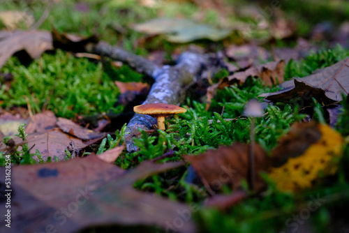 Close up of Pholiotina velata mushroom, Conocybe appendiculata. Forest floor with fall colors and moss. Selective focus blurry in background. The Netherlands, Doorn