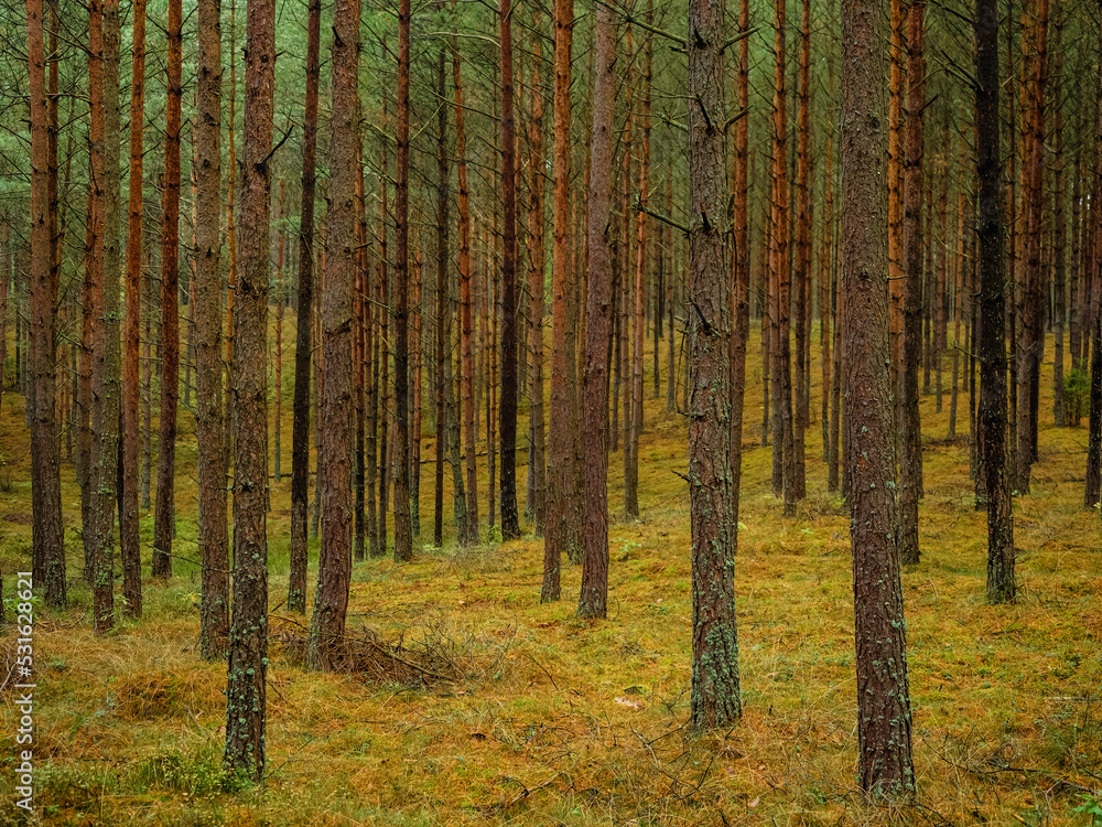 autumn pine tree deep forest, moody woods, fall season weather