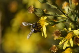 bicho, mosca, abeja, mariposa, flor, polen, primavera, polinización, 