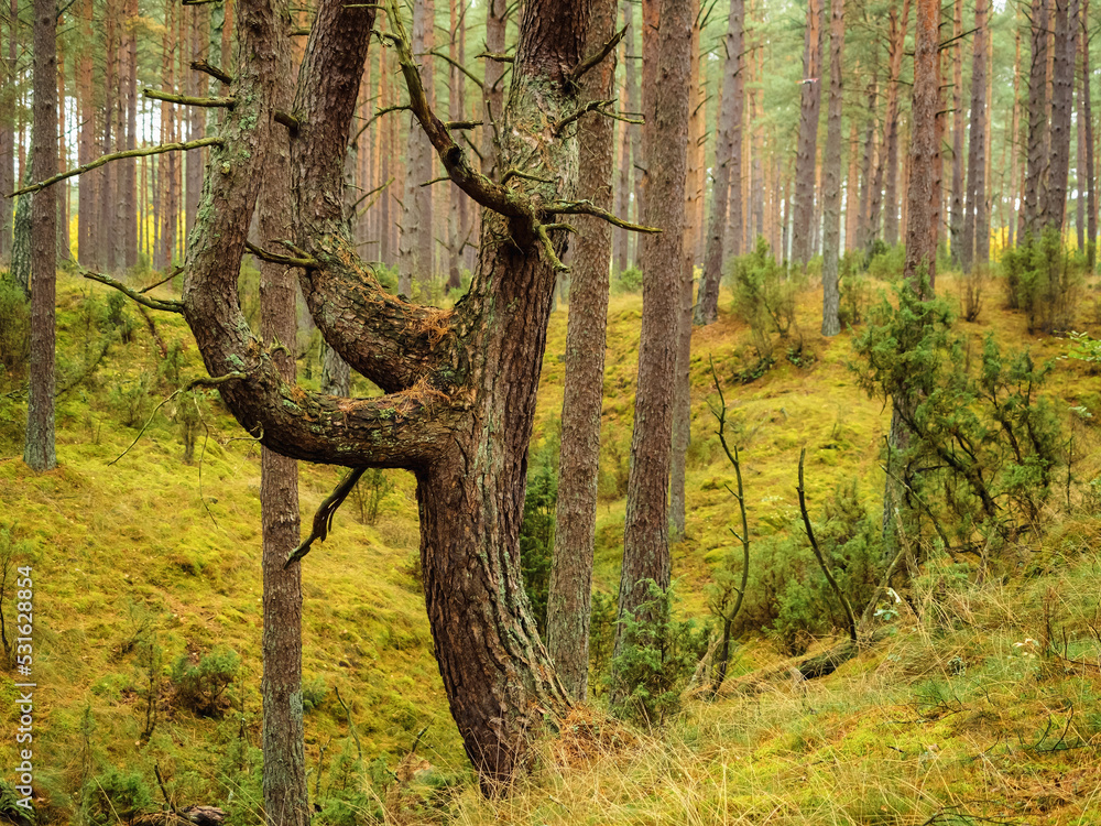 Obraz premium tree trunk in a deep moody forest in autumn season in a rainy day. wild nature background
