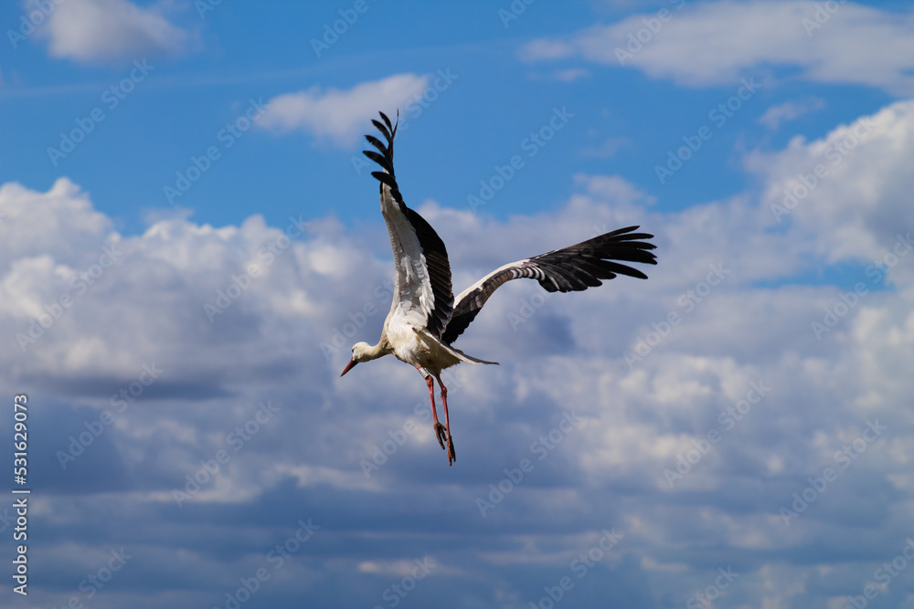 White Stork flying with blue sky. Ciconia ciconia White Stork flying with blue sky. Ciconia ciconia