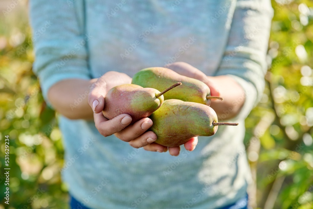 Close-up fresh ripe pears in woman hands, outdoor Close-up fresh ripe pears in woman hands, outdoor