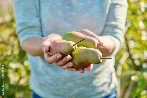 Close-up fresh ripe pears in woman hands, outdoor