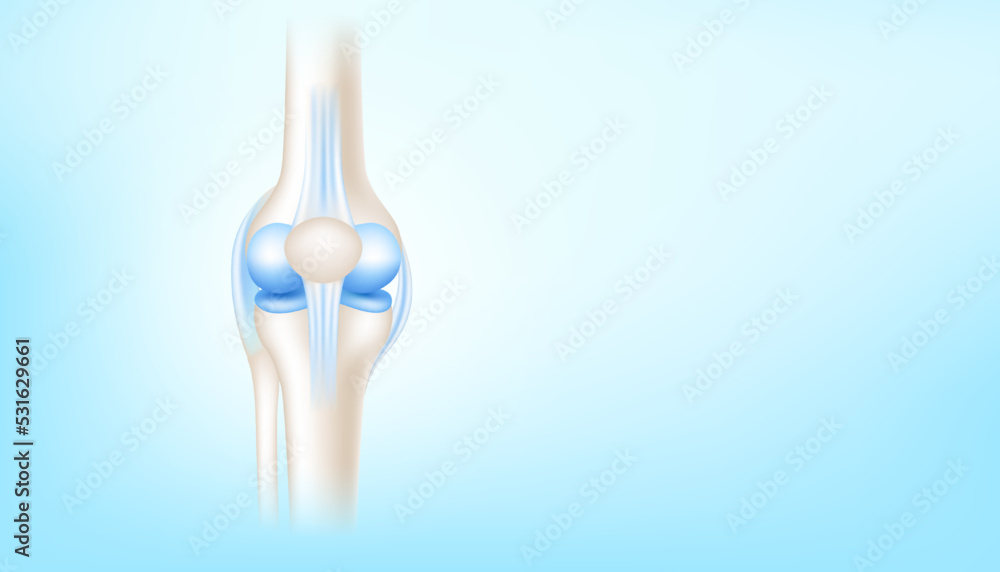 Knee joint with healthy cartilage side on blue background with copy space for text. ฺBone human skeleton anatomy of the body. Medical health care science concept. Realistic 3D Vector illustration. Knee joint with healthy cartilage side on blue background with copy space for text. ฺBone human skeleton anatomy of the body. Medical health care science concept. Realistic 3D Vector illustration.
