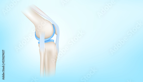 Knee joint with healthy cartilage side on blue background with copy space for text. ฺBone human skeleton anatomy of the body. Medical health care science concept. Realistic 3D Vector illustration.