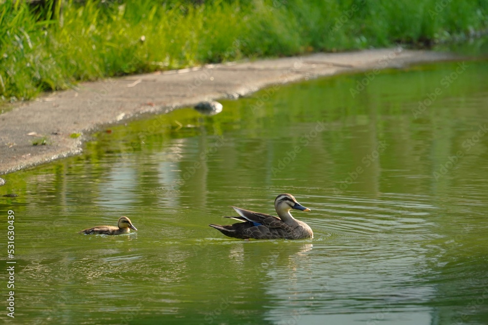 カルガモの親子