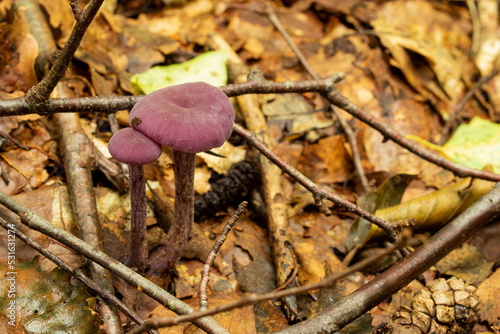 Beautiful Laccaria Amethystina, commonly known as the amethyst deceiver mushroom. Among the autumn leaves, photographed in the forest undergrowth. Close-up. photo