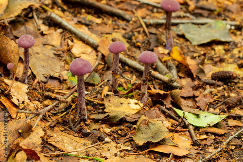 Beautiful Laccaria Amethystina, commonly known as the amethyst deceiver mushroom. Among the autumn leaves, photographed in the forest undergrowth. Close-up. photo