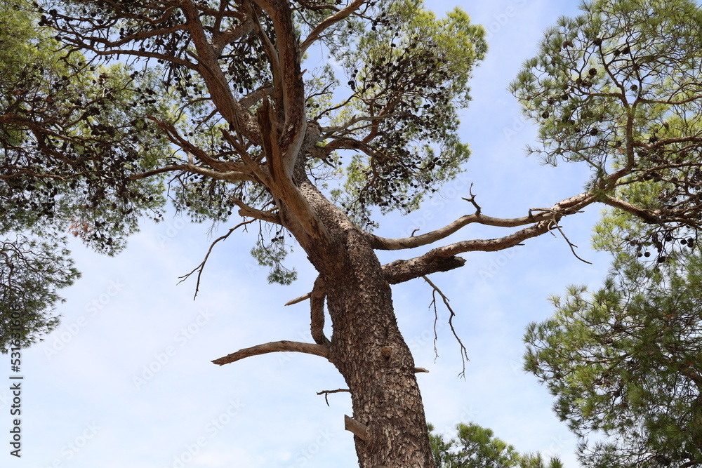 Obraz premium Pine forest on the Adriatic coast in Croatia