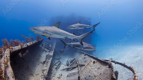 Bahamas, Nassau, Sharks swimming near shipwreck in sea photo